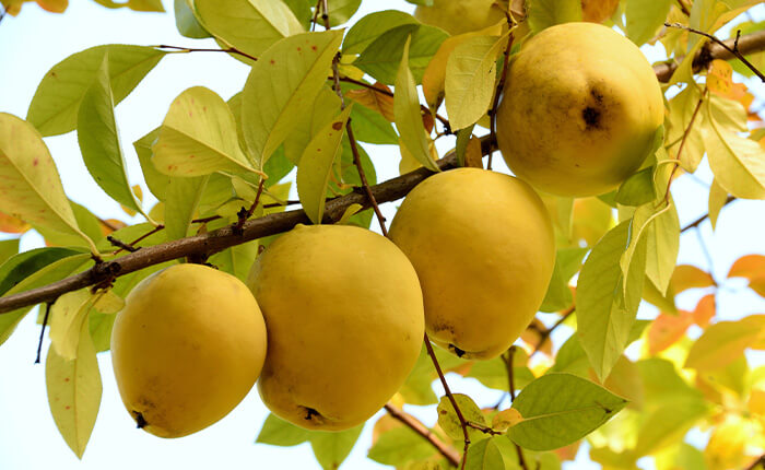 ソフトドリンク